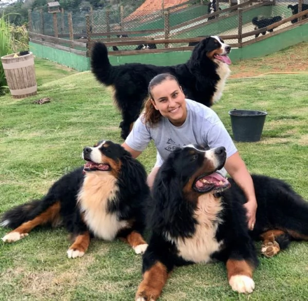 vendita cuccioli e cani bovaro bernese maschi e femmine | Foto 2