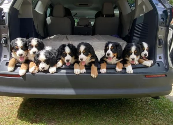 vendita cuccioli e cani bovaro bernese maschi e femmine