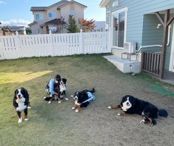 vendita cuccioli e cani bovaro bernese maschi e femmine | Foto 1