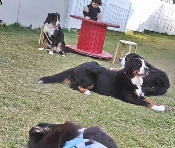 vendita cuccioli e cani bovaro bernese maschi e femmine | Foto 0