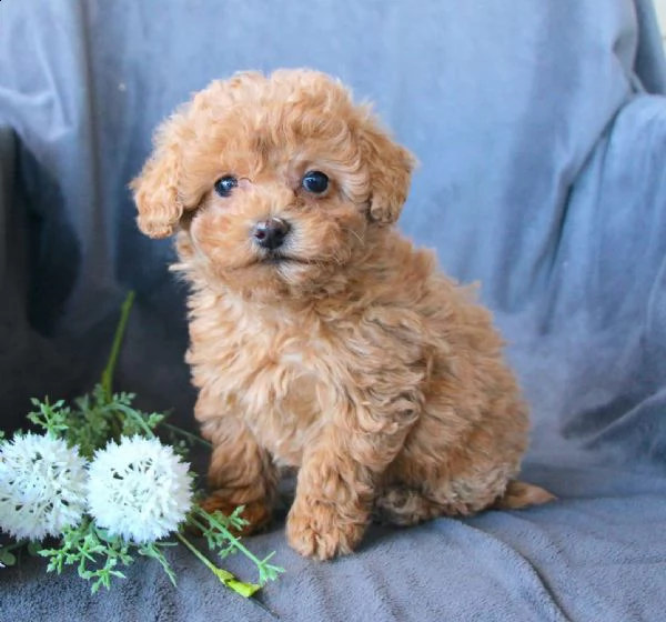 cuccioli di barboncino sia nano che toy