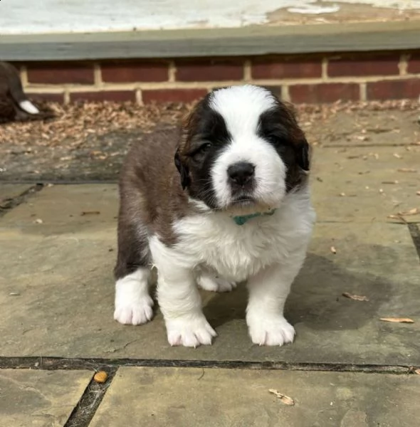 cuccioli di san bernardo