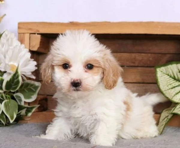 cuccioli di maltipoo