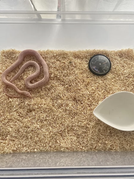 baby serpente del grano  | Foto 1
