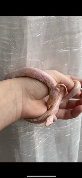 baby serpente del grano 