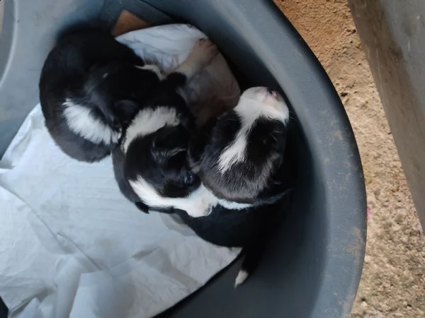 cuccioli di border collie con pedigree microchip | Foto 0