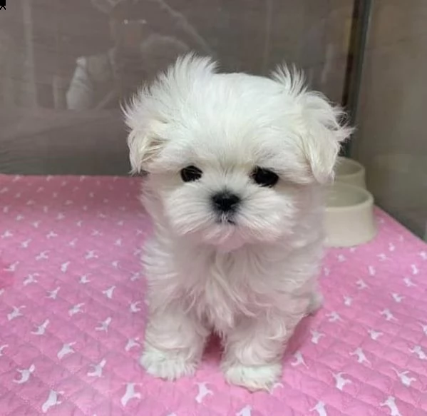 regalo  maltese mini toy | Foto 0