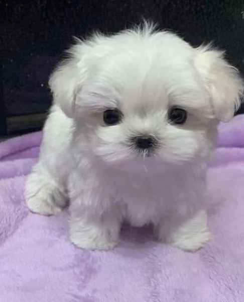 regalo  maltese mini toy
