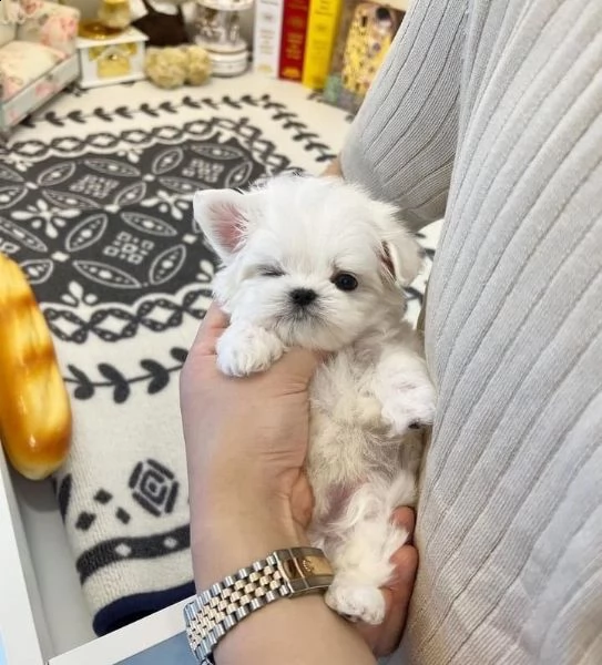 regalo  maltese mini toy) | Foto 0