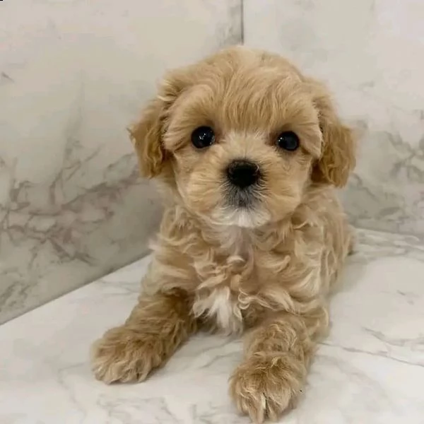 cuccioli di barboncino 