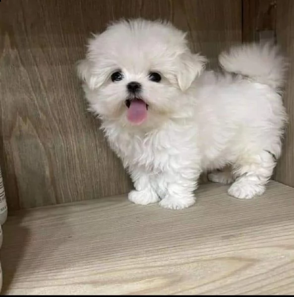 regalo  maltese mini toy