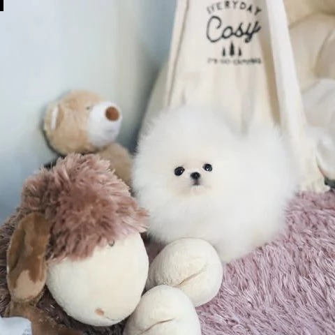 pomerania cuccioli maschi e femmine393509706299