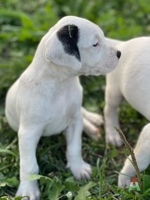 dogo argentino pedigree  | Foto 0