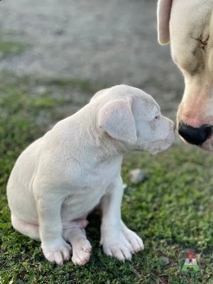 dogo argentino pedigree 