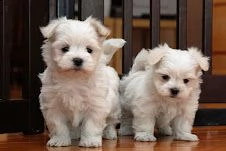 disponibili cuccioli maltesi toy | Foto 2
