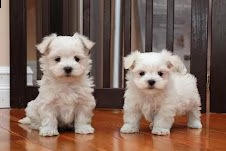 disponibili cuccioli maltesi toy | Foto 1