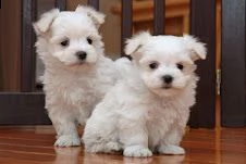 disponibili cuccioli maltesi toy | Foto 0