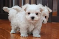 disponibili cuccioli maltesi toy