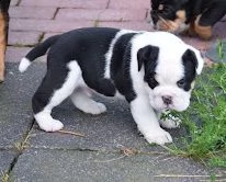 stupendi cuccioli di bulldog inglese | Foto 3