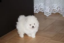 meraviglioso cuccioli di spitz di pomeraniatre | Foto 2