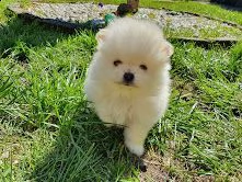 meraviglioso cuccioli di spitz di pomeraniatre | Foto 1