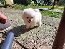 meraviglioso cuccioli di spitz di pomeraniatre | Foto 0