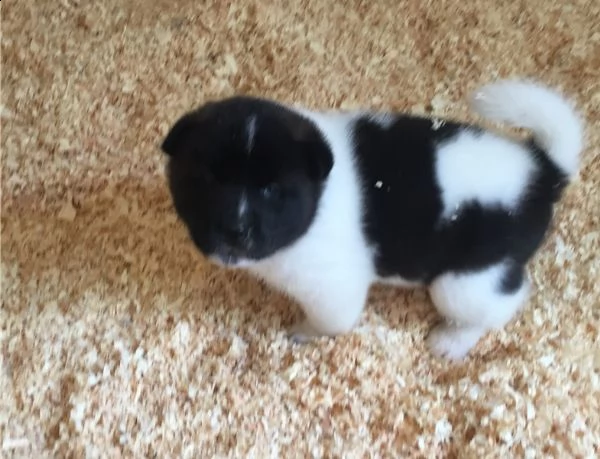 cuccioli akita inu pedigree enci  | Foto 4