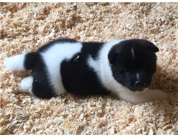 cuccioli akita inu pedigree enci  | Foto 3