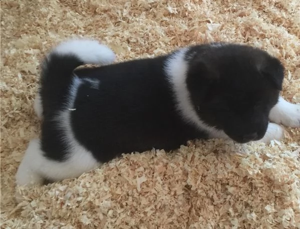 cuccioli akita inu pedigree enci  | Foto 2