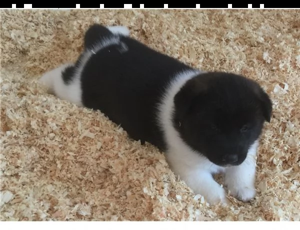 cuccioli akita inu pedigree enci  | Foto 1