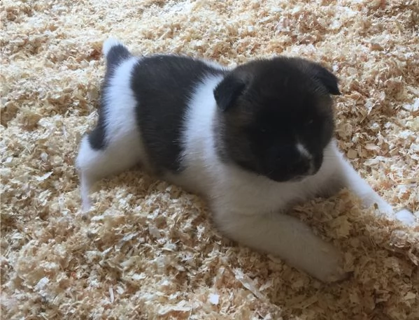 cuccioli akita inu pedigree enci  | Foto 0