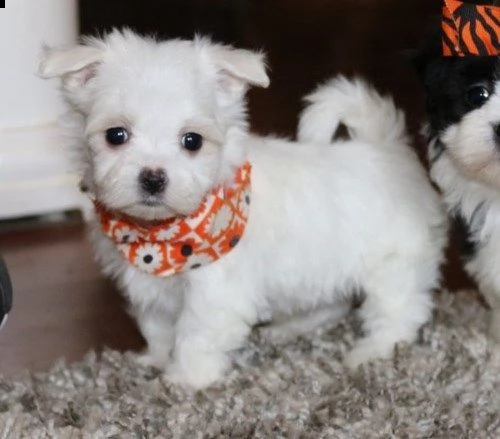 maltese mini toy