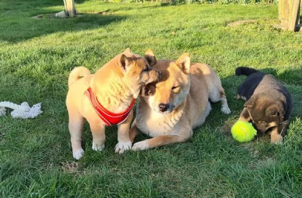 cuccioli di shiba inu maschi e femmine  | Foto 2