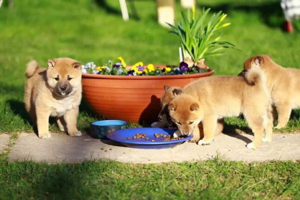 cuccioli di shiba inu maschi e femmine  | Foto 0