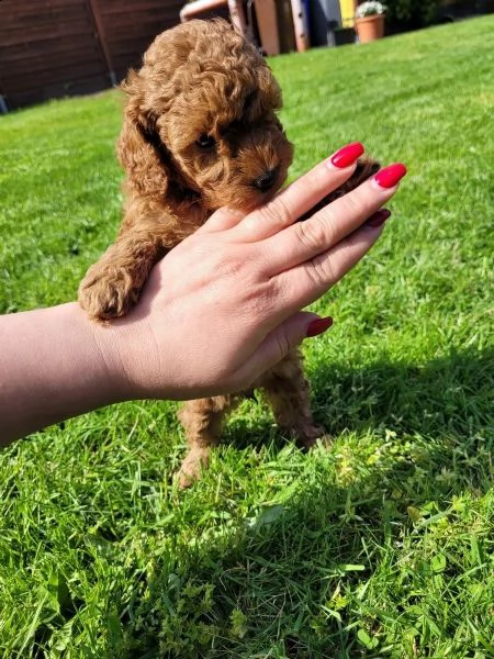 cuccioli di barboncino mini toy maschio e femmina | Foto 3