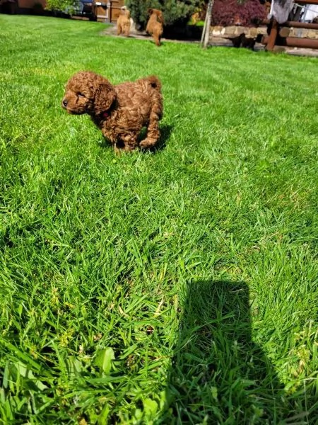 cuccioli di barboncino mini toy maschio e femmina | Foto 2