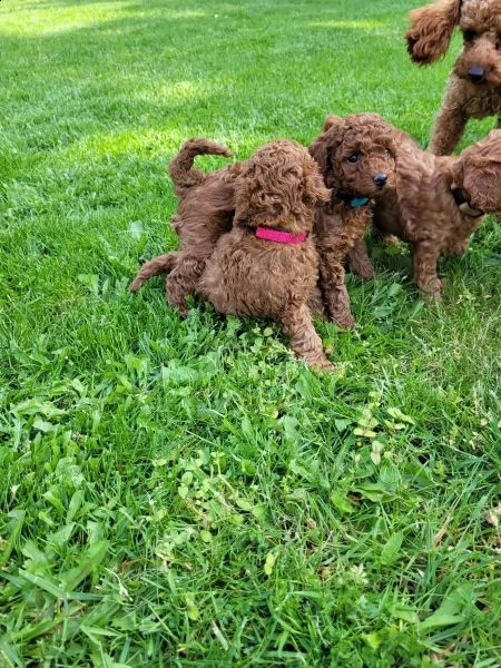 cuccioli di barboncino mini toy maschio e femmina | Foto 1