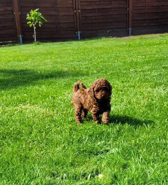 cuccioli di barboncino mini toy maschio e femmina | Foto 0