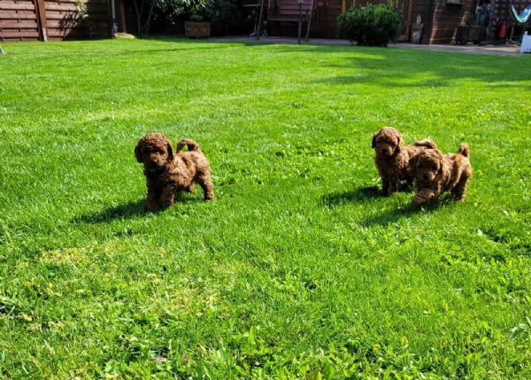 cuccioli di barboncino mini toy maschio e femmina