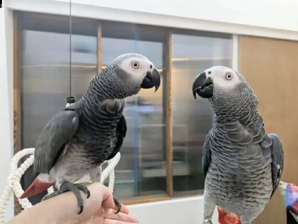 dolci e adorabili pappagalli grigi africani in vendita | Foto 5