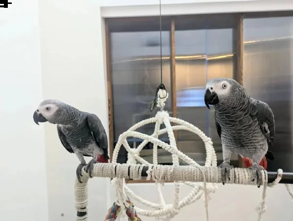 dolci e adorabili pappagalli grigi africani in vendita | Foto 4
