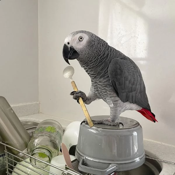 dolci e adorabili pappagalli grigi africani in vendita | Foto 0