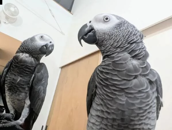 dolci e adorabili pappagalli grigi africani in vendita