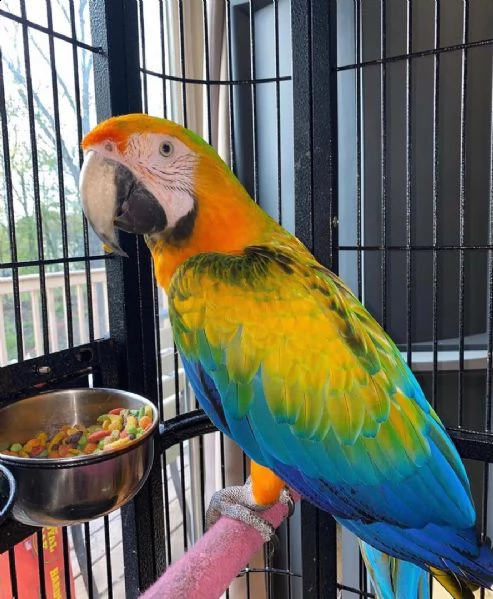 bellissimi e adorabili pappagalli ara maschi e femmine in vendita | Foto 2