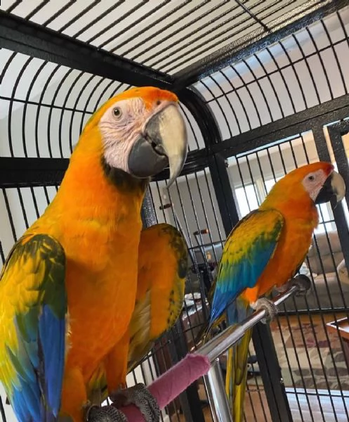 bellissimi e adorabili pappagalli ara maschi e femmine in vendita | Foto 1