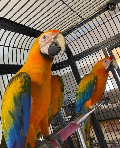 bellissimi e adorabili pappagalli ara maschi e femmine in vendita | Foto 0
