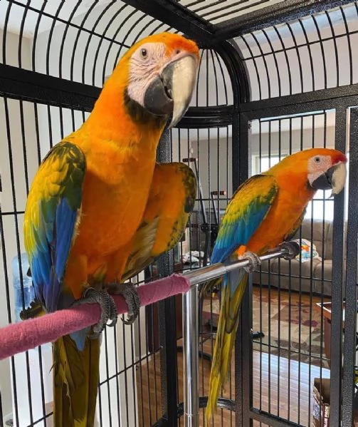 bellissimi e adorabili pappagalli ara maschi e femmine in vendita