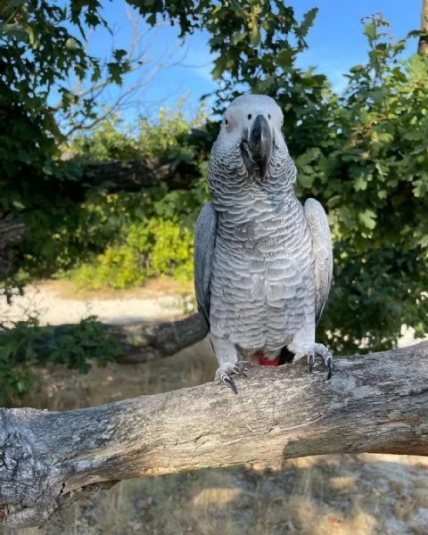 abbiamo un pappagallo grigio africano carino e adorabile che siamo disposti a dargli in vendita | Foto 4