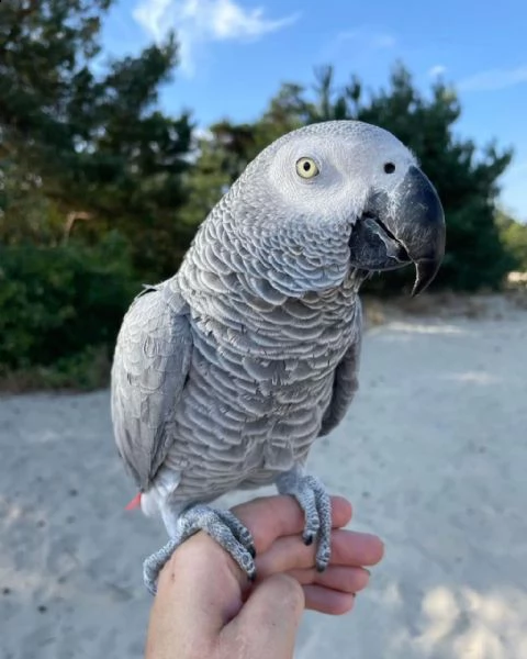 abbiamo un pappagallo grigio africano carino e adorabile che siamo disposti a dargli in vendita | Foto 2
