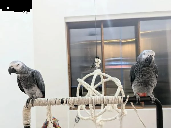 abbiamo un pappagallo grigio africano carino e adorabile che siamo disposti a dargli in vendita | Foto 0